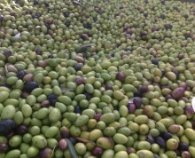 raccolta olive 2011 (4)