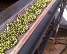 raccolta olive 2011 (5)
