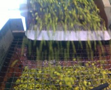 raccolta olive 2011 (6)