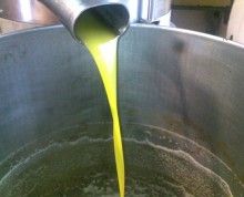 raccolta olive 2011 (9)